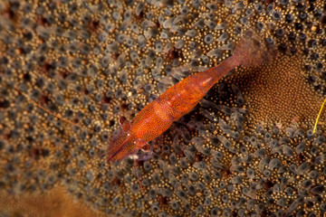 The surprising underwater world of the Indian and Pacifical Oceans