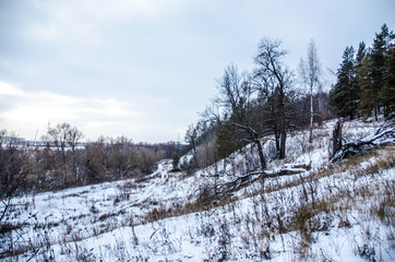 winter in the forest