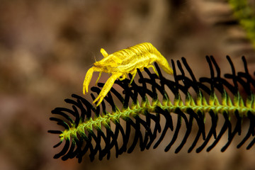 The surprising underwater world of the Indian and Pacifical Oceans