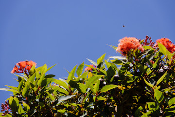 Corymbia ficifolia red flowering gum tree with plenty of orange flowers shot on a sunny summer day