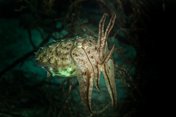 The surprising underwater world of the Indian and Pacifical Oceans