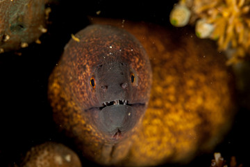 The surprising underwater world of the Indian and Pacifical Oceans