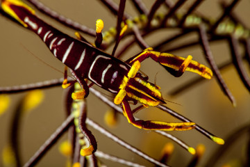 The surprising underwater world of the Indian and Pacifical Oceans
