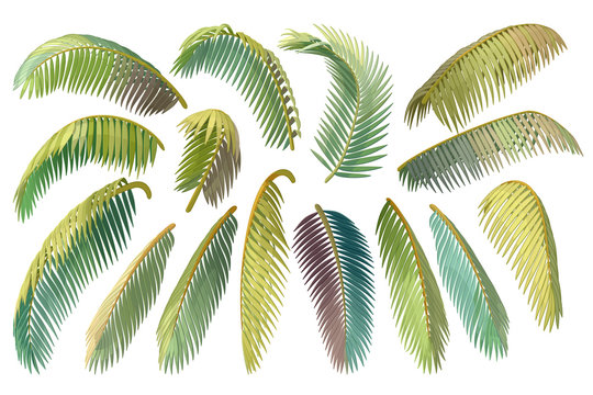 vector hand drawn plant clipart