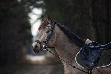portrait of beautiful stunning show jumping gelding horse with bridle and browband with beads in forest in autumn	