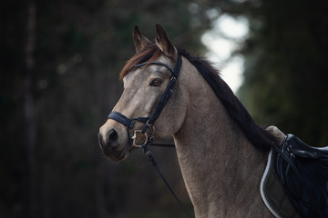portrait of beautiful stunning show jumping gelding horse with bridle and browband with beads in forest in autumn	