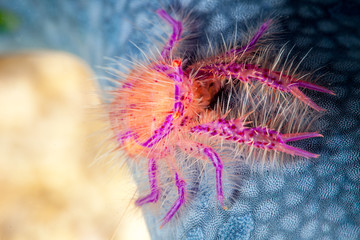 The surprising underwater world of the Indian and Pacifical Oceans