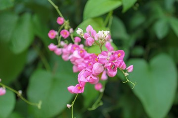 Antigonon leptopus,maxican creeper or coral vine flower in the garden