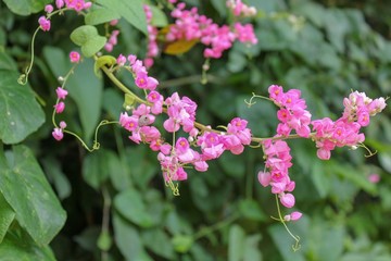 Antigonon leptopus,maxican creeper or coral vine flower in the garden