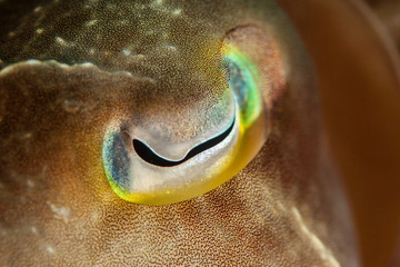 The surprising underwater world of the Indian and Pacifical Oceans