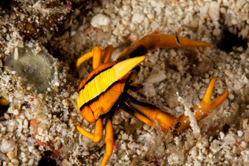 The surprising underwater world of the Indian and Pacifical Oceans