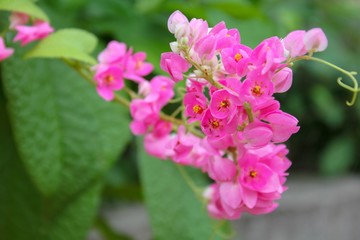 Antigonon leptopus,maxican creeper or coral vine flower in the garden
