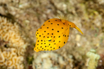 The surprising underwater world of the Indian and Pacifical Oceans