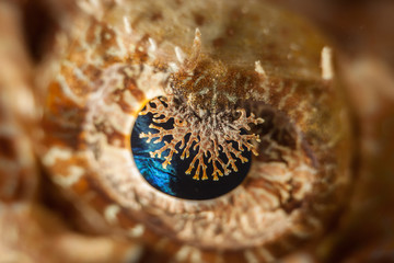 The surprising underwater world of the Indian and Pacifical Oceans