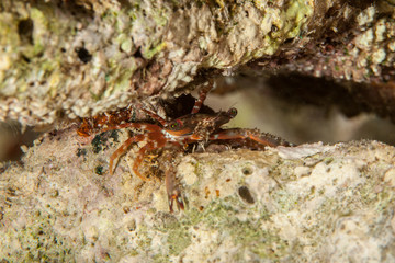 The surprising underwater world of the Indian and Pacifical Oceans