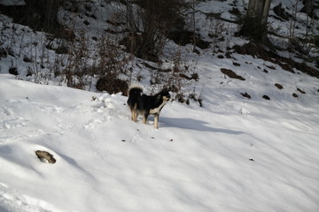 dog in the park.portrait of a dog	