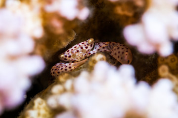 The surprising underwater world of the Indian and Pacifical Oceans