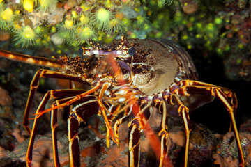 The surprising underwater world of the Indian and Pacifical Oceans