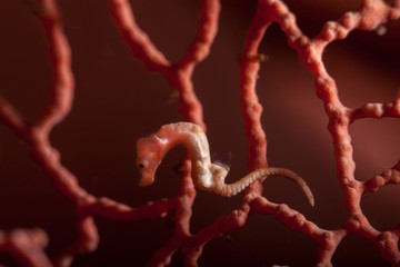 The surprising underwater world of the Indian and Pacifical Oceans
