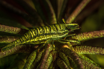The surprising underwater world of the Indian and Pacifical Oceans