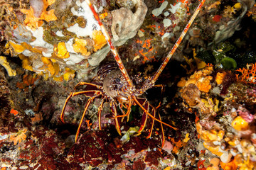 The surprising underwater world of the Indian and Pacifical Oceans