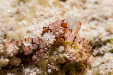 The surprising underwater world of the Indian and Pacifical Oceans