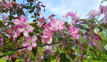 Branches of spring apple tree with beautiful pink flowers