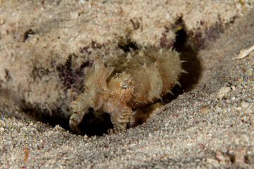 The surprising underwater world of the Indian and Pacifical Oceans