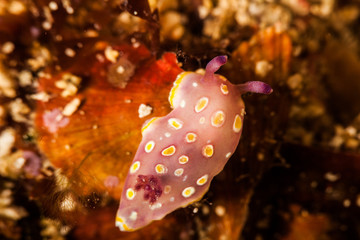 The surprising underwater world of the Indian and Pacifical Oceans