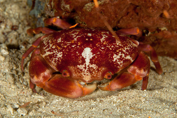 The surprising underwater world of the Indian and Pacifical Oceans