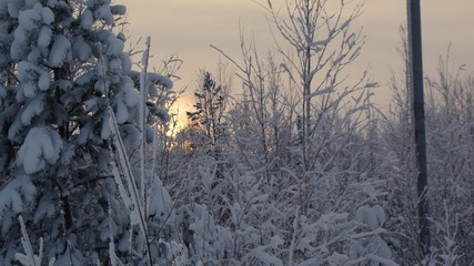 Winter Siberian forest. Snow. January 2