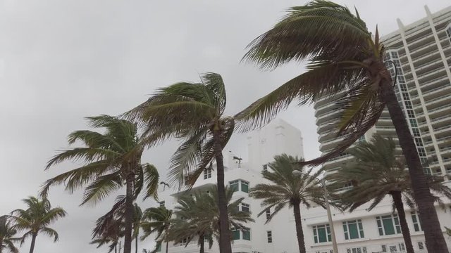Closeup of the tops of a group of  palm trees blowing on a windy, cloudy day with  white buildings in the background