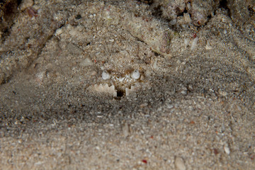 The surprising underwater world of the Indian and Pacifical Oceans