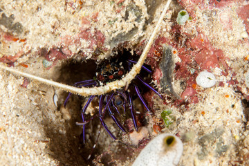 The surprising underwater world of the Indian and Pacifical Oceans