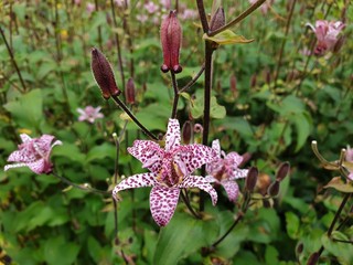 Krötenlilie Tricyrtis formosana © Johannes