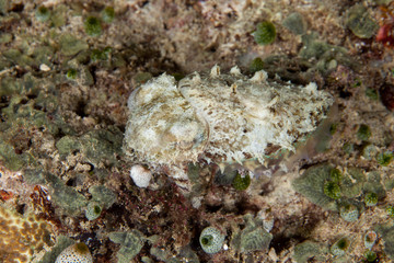 The surprising underwater world of the Indian and Pacifical Oceans