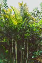 detail of tropical park with exotic trees and plants