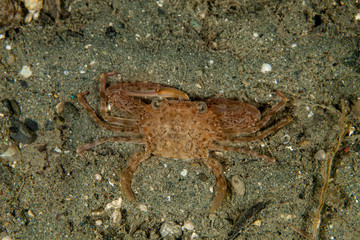 The surprising underwater world of the Indian and Pacifical Oceans