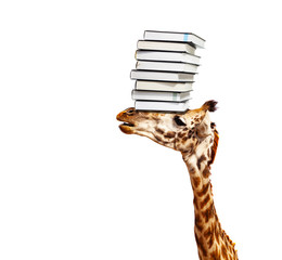 Smart giraffe head carry books pile over white © Sergey Novikov