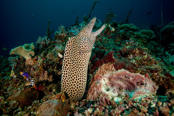 The surprising underwater world of the Indian and Pacifical Oceans