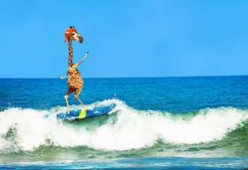 Giraffe wear cap surf on surfboard in sea waves - obrazy, fototapety, plakaty