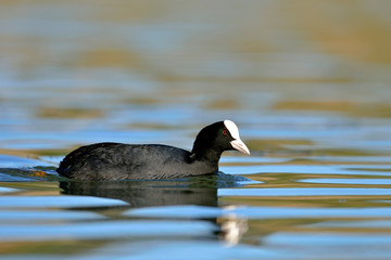 Coot (Fulica atra), Crete, Greece