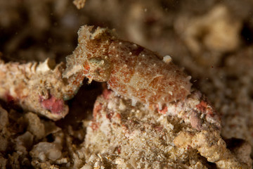 The surprising underwater world of the Indian and Pacifical Oceans