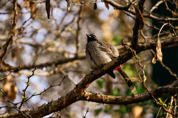 bird on branch