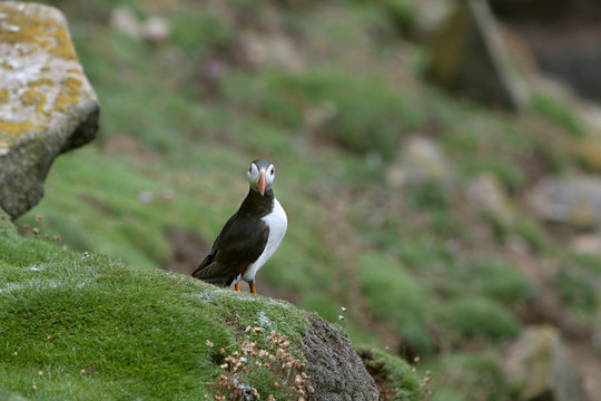 Puffin Bird Sitting On A Ledge Looking At The Camera