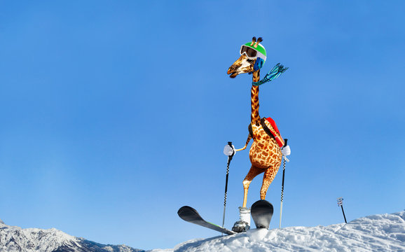 Happy giraffe wear ski stand on top of a mountain