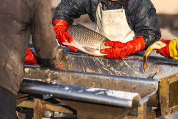 fishermen in production with their hands pick and sort fish