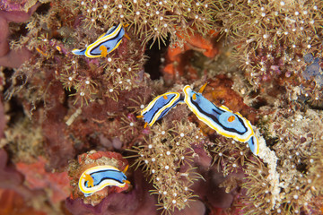 The surprising underwater world of the Indian and Pacifical Oceans