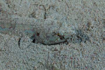 The surprising underwater world of the Indian and Pacifical Oceans