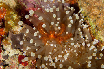Naklejka na ściany i meble The surprising underwater world of the Indian and Pacifical Oceans